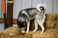 MCH51113