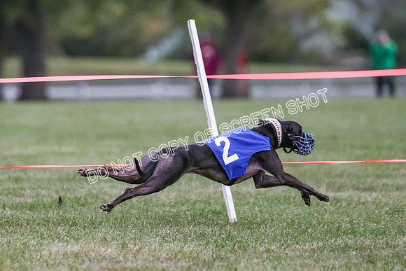 Prg 1, race 8, Toodles Victor Stone Rasta-0757
