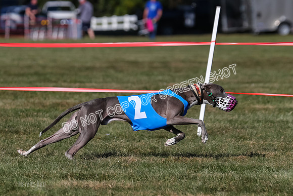 Prg 4, Race 9, Rarity Java Power Buzzsaw-2681
