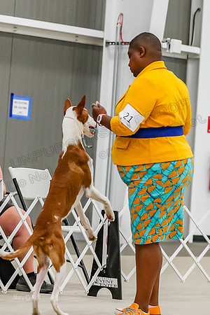 Futurity 6-9 Dogs-2159