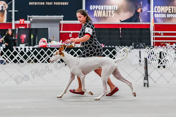 Futurity 6-9 Dogs-2165