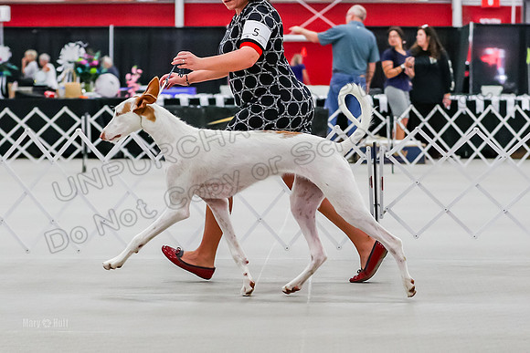 Futurity 6-9 Dogs-2167