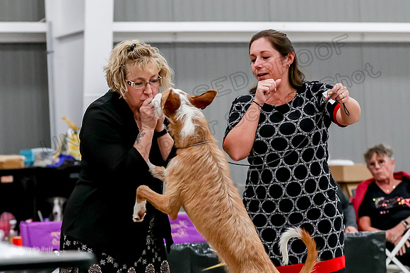 Futurity 6-9 Bitches-2309