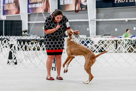Futurity 6-9 Bitches-2297