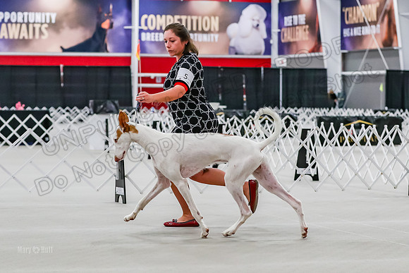 Futurity 6-9 Dogs-2164