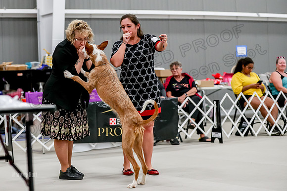 Futurity 6-9 Bitches-2308