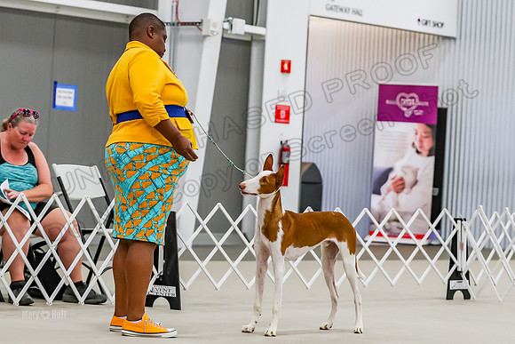 Futurity 6-9 Dogs-2160