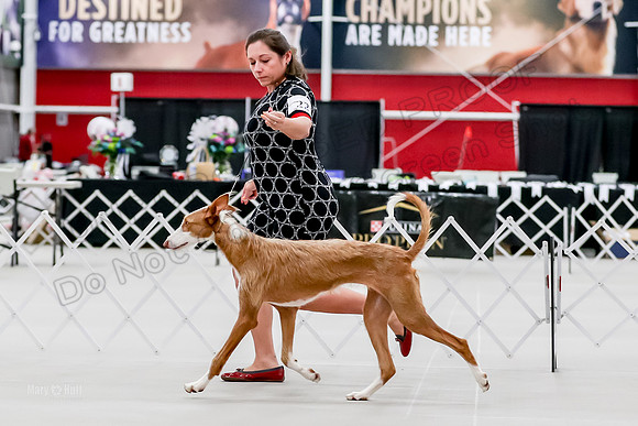 Futurity 6-9 Bitches-2292