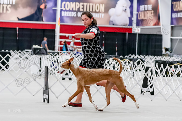 Futurity 6-9 Bitches-2286