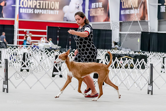 Futurity 6-9 Bitches-2285