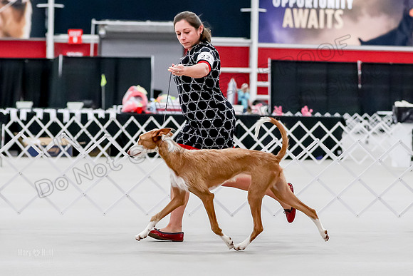 Futurity 6-9 Bitches-2289