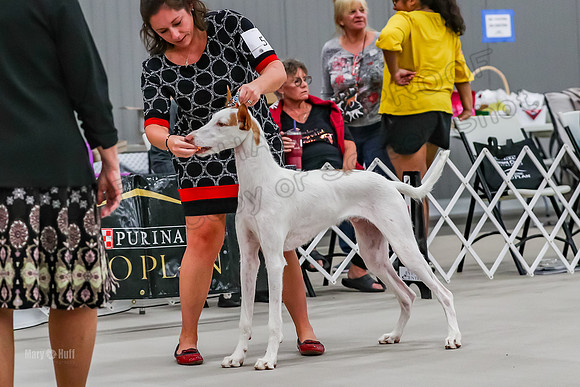 Futurity 6-9 Dogs-2156