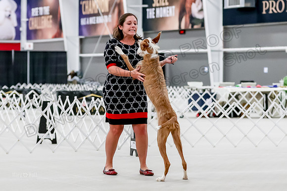 Futurity 6-9 Bitches-2298