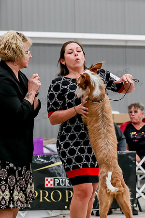 Futurity 6-9 Bitches-2307