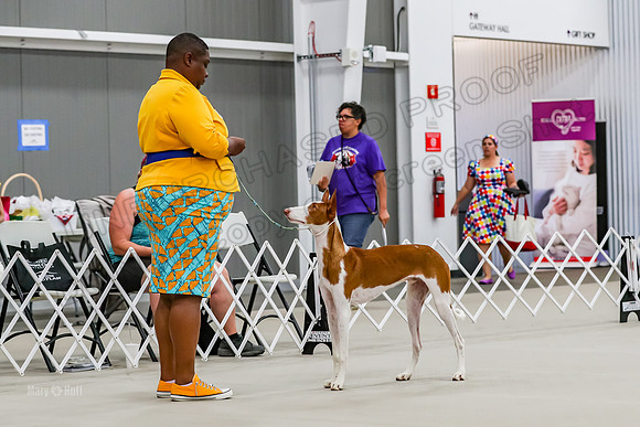 Futurity 6-9 Dogs-2157