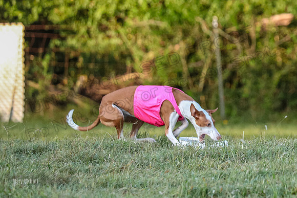 Prelims, Open 2 Willow Beastie-9536