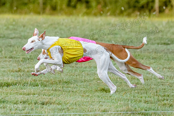 Prelims, Open 2 Willow Beastie-9494