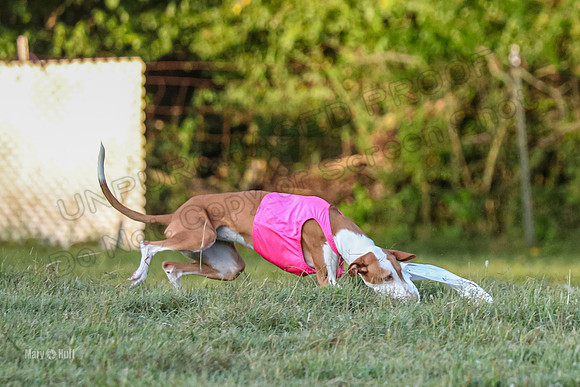 Prelims, Open 2 Willow Beastie-9535