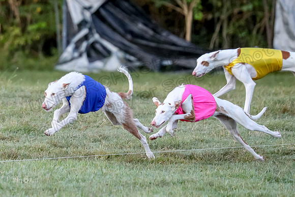 Prelims, Open 1 Haila Vada Carly-9436