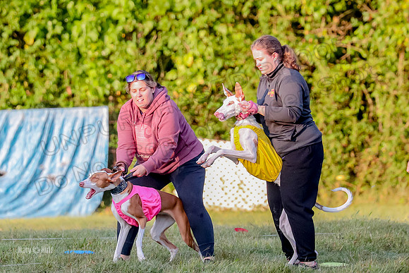 Prelims, Open 2 Willow Beastie-9468