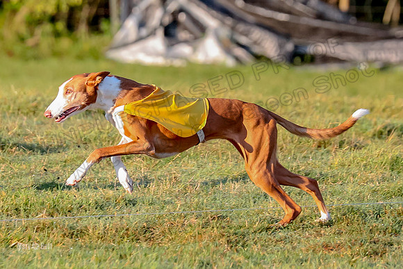 Prelims, FCh 1 Hurry Ginny-9634
