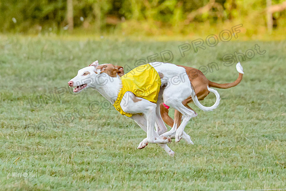 Prelims, Open 2 Willow Beastie-9492
