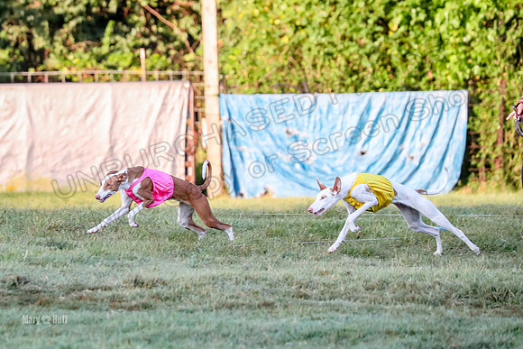 Prelims, Open 2 Willow Beastie-9479