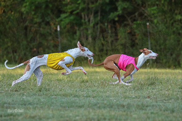 Prelims, Open 2 Willow Beastie-9525