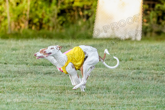 Prelims, Open 2 Willow Beastie-9490