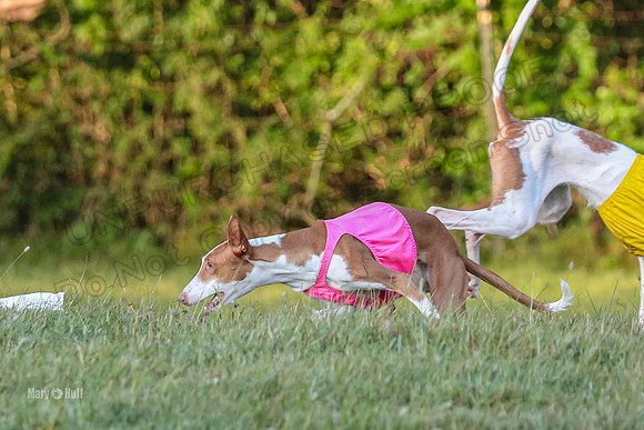 Prelims, Open 2 Willow Beastie-9543