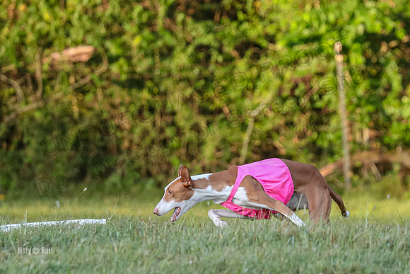 Prelims, Open 2 Willow Beastie-9544