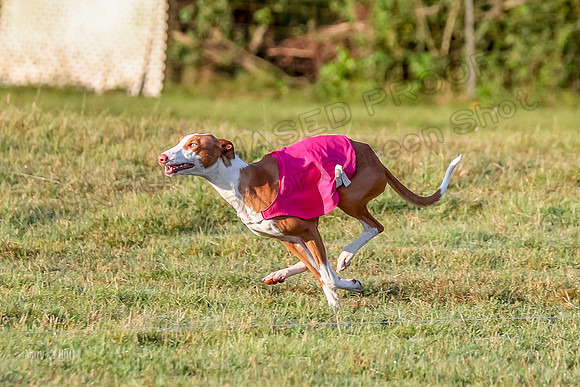Prelims, FCh 2 Penny Madyson-9702