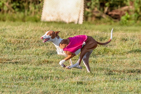 Prelims, FCh 2 Penny Madyson-9703