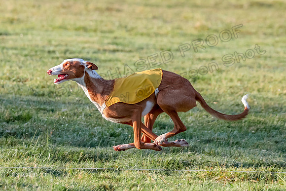 Prelims, FCh 2 Penny Madyson-9715