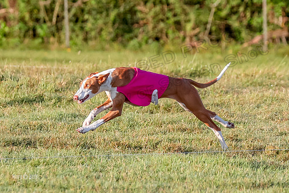 Prelims, FCh 2 Penny Madyson-9700