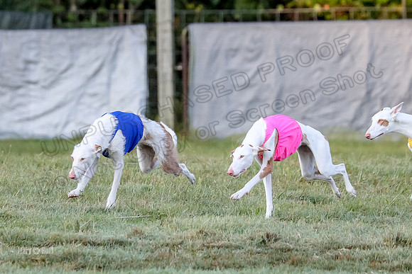 Prelims, Open 1 Haila Vada Carly-9428