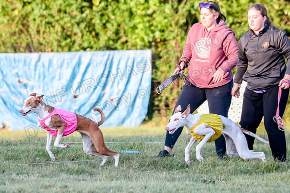Prelims, Open 2 Willow Beastie-9474
