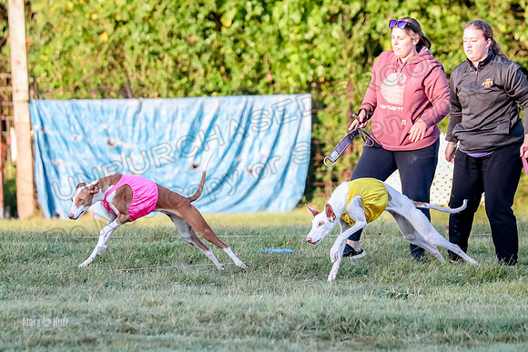 Prelims, Open 2 Willow Beastie-9475