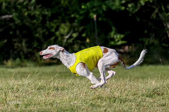 Finals, Singles 4 Argus-0778