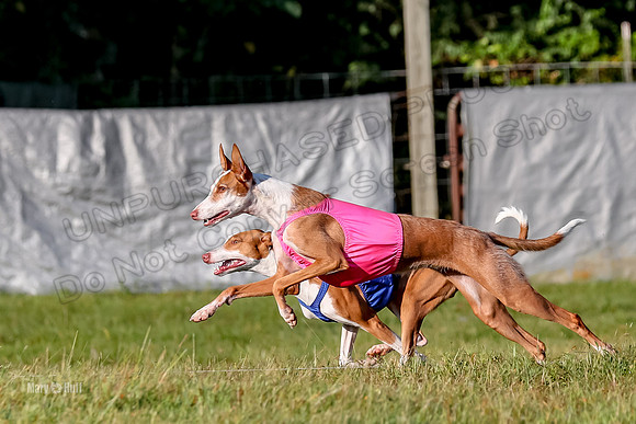 Finals, Open 1 Willow Reina Beastie-0180