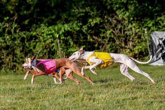 Finals, Open 1 Willow Reina Beastie-0186