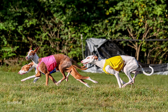 Finals, Open 1 Willow Reina Beastie-0184