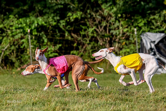 Finals, Open 1 Willow Reina Beastie-0185