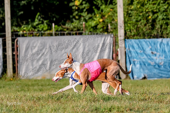 Finals, Open 1 Willow Reina Beastie-0177