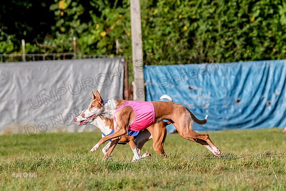 Finals, Open 1 Willow Reina Beastie-0176