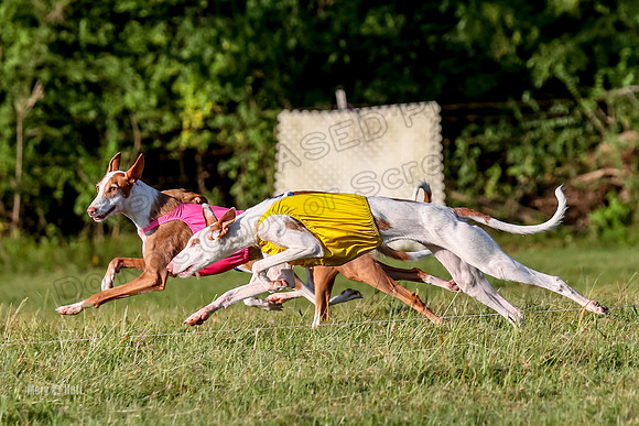 Finals, Open 1 Willow Reina Beastie-0188