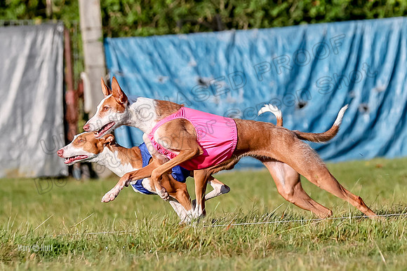 Finals, Open 1 Willow Reina Beastie-0175