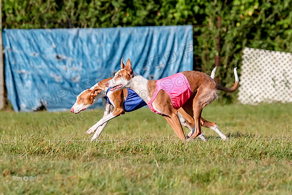 Finals, Open 1 Willow Reina Beastie-0173