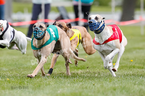 WRA, Prg 1, Race 14, Chase Buttercup Joplin Cinder Navi-8515