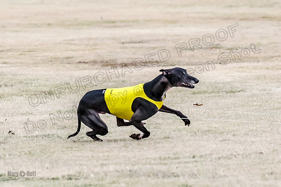 1Prelim Open 2 Shine Maverick Steel-2973